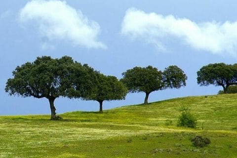 Trees Portugal