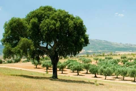 cork oak cork oak